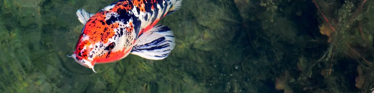Teichfischfutter