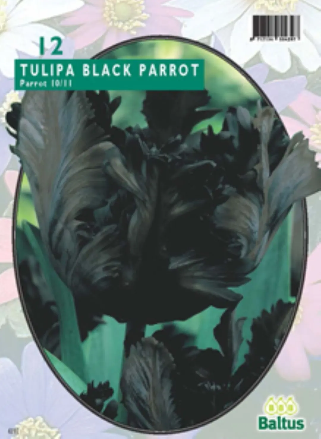 Tulipa Schwarzer Papagei, Sittich pro 12 Baltus