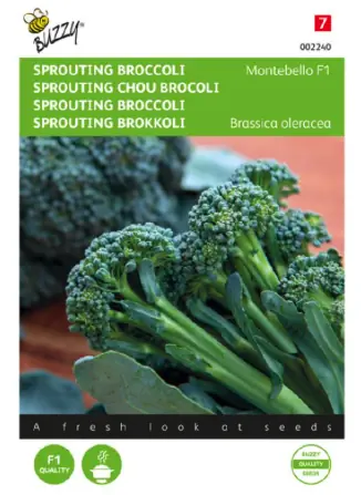 Samen sprouting Brokkoli montobello f1 20 Samen Buzzy