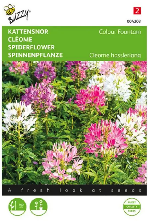 Samen Cleome Katzenschnurrbart Farbe Brunnen 0,5 Gramm Buzzy