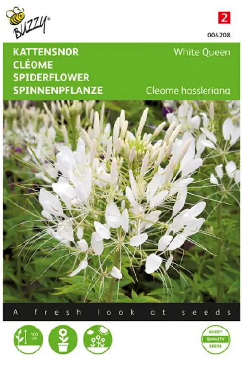 Samen Cleome Katzenschnurrbart weiße Königin 0.5 Gramm Buzzy