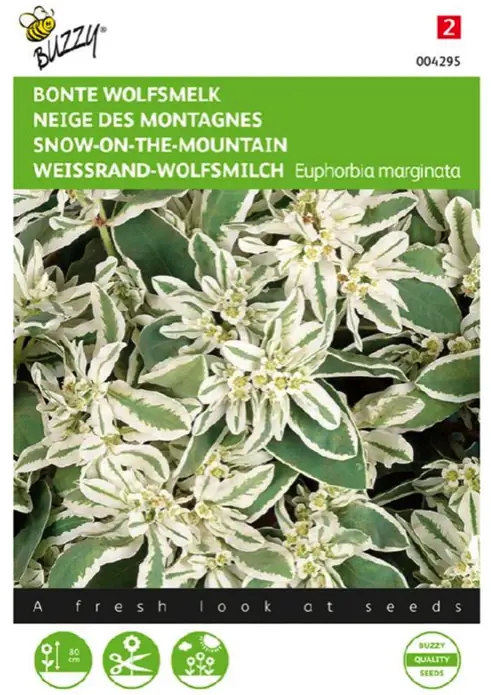 Samen Euphorbia Bunte Wolfsmilch 15 Samen Buzzy