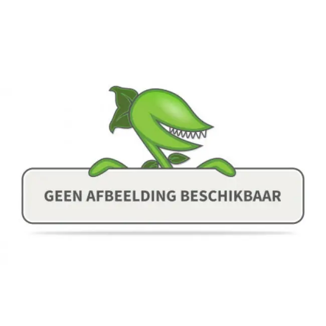 2 Fenchelsamenzweig 26 cm Uniplant